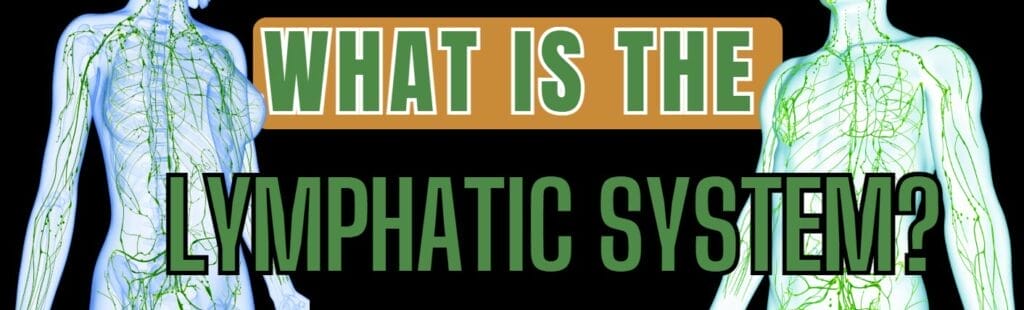 What is the Lymphatic System? 1 Screenshot 2025 03 02 074637